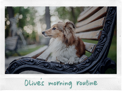 Olive's morning routine